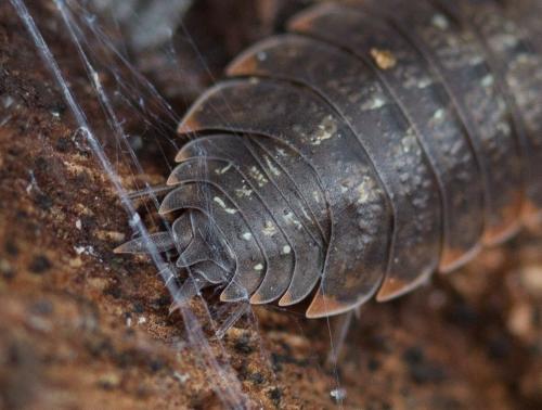 Porcellio monticola